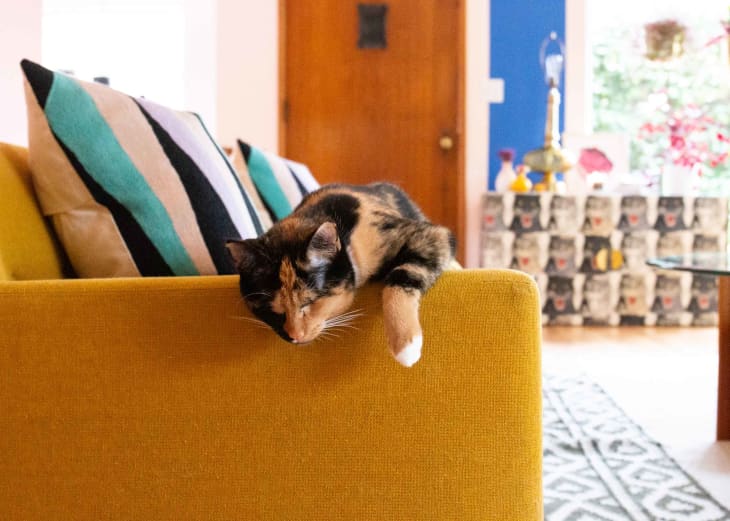 10 Best Animals for Apartments Apartment Therapy